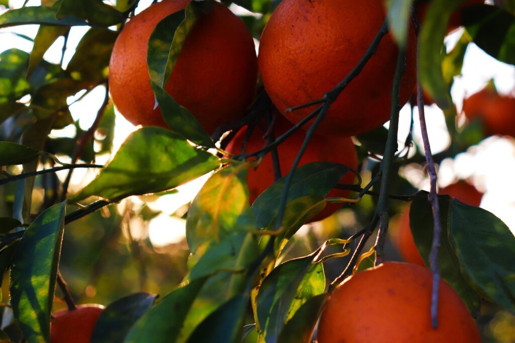 kinnow malty, malty, sargodha malty, oranges fruits, fruits, healthy fruit, pakistan orange