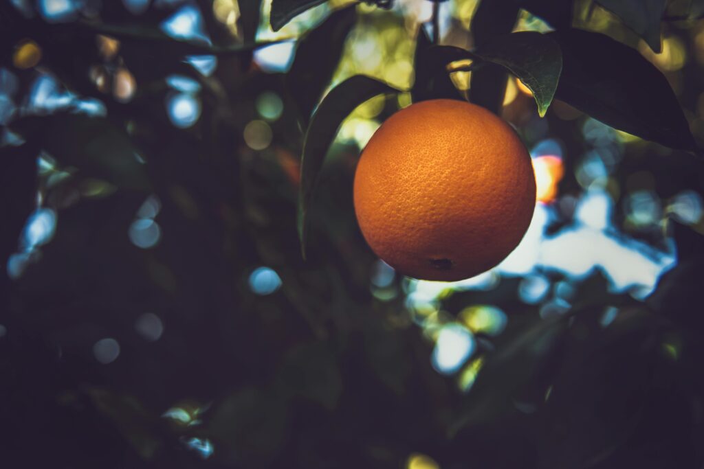 Vibrant orange fruit hanging from a tree with lush green leaves in natural light.