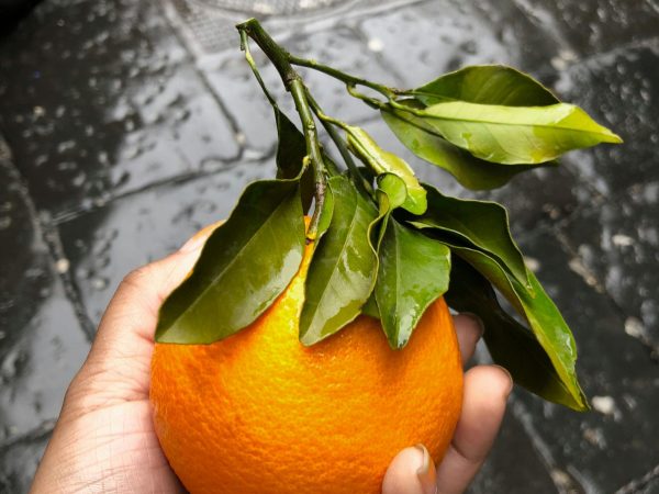 A vibrant orange with leaves freshly picked and held in hand, showcasing natural freshness.